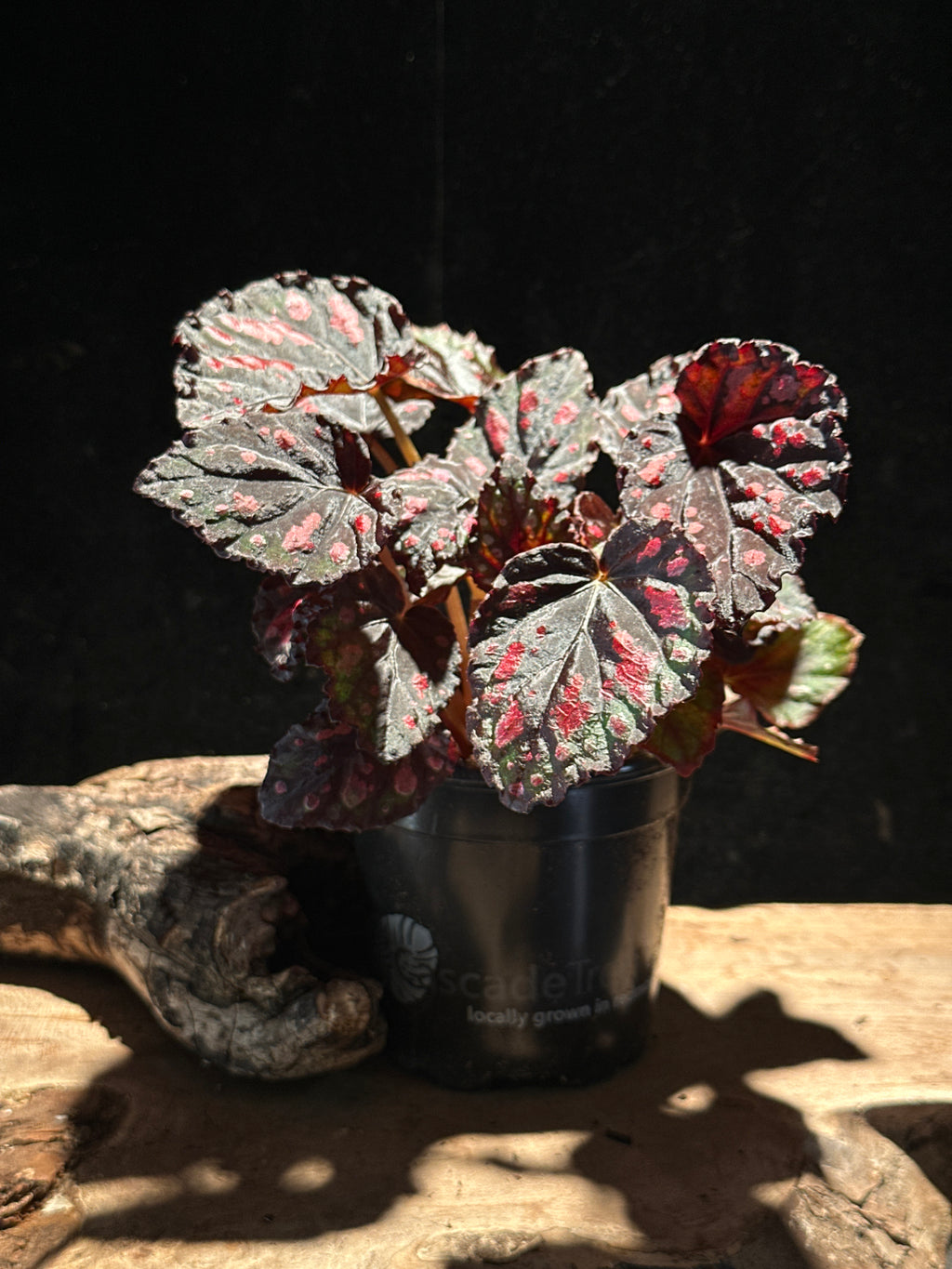 Begonia rex 'Madagascar' | Silvery-Charcoal Foliage Plant