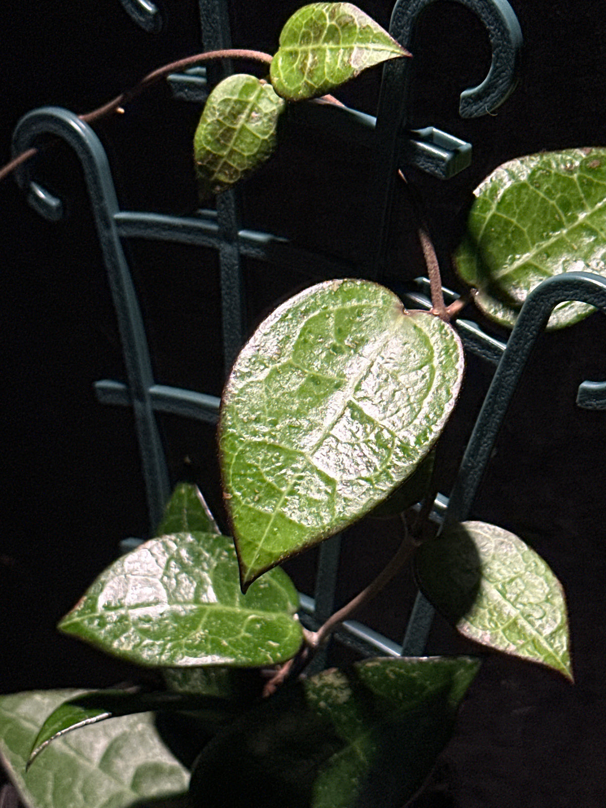 Hoya parasitica 'Black Margin'