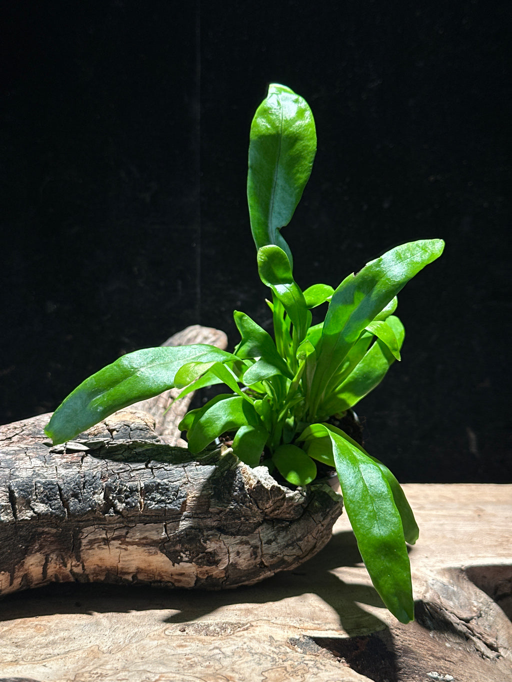 Asplenium nidus (Classic Bird's Nest Fern)