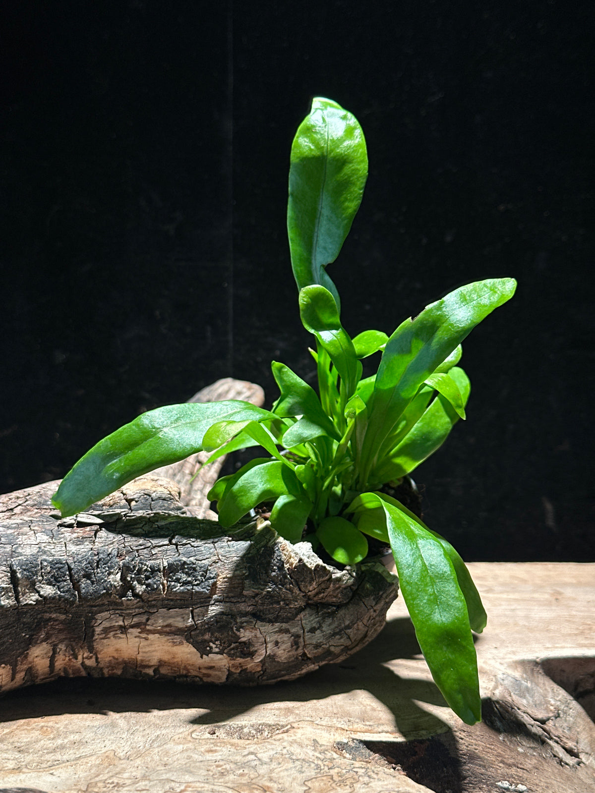 Asplenium nidus (Classic Bird's Nest Fern)