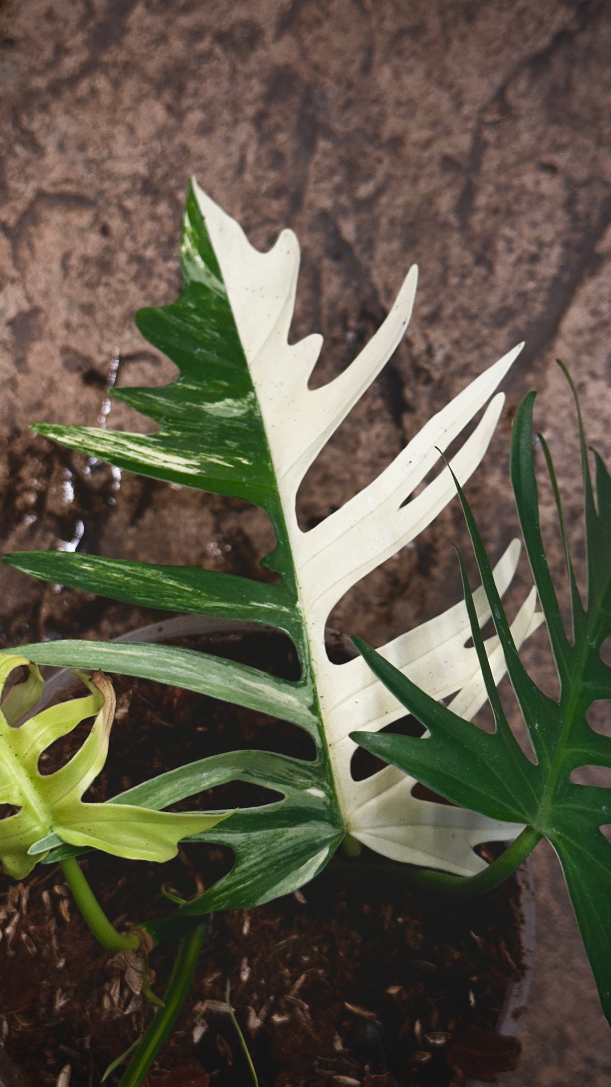 Philodendron Florida Beauty x Tortum variegated 6"