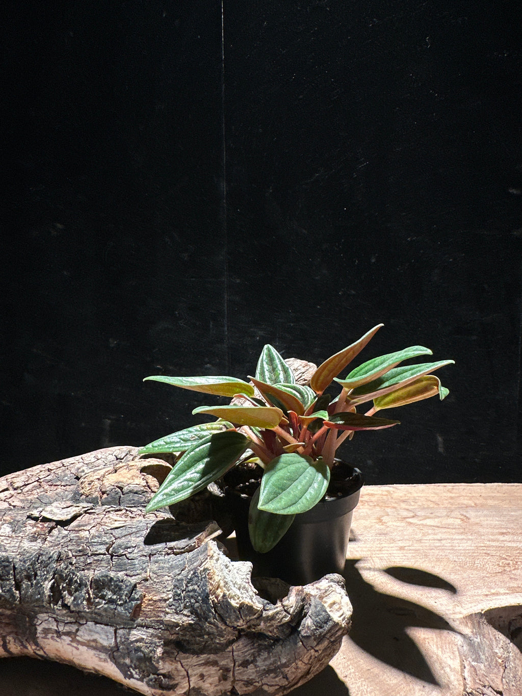 Peperomia Rosso – Crimson Undersides Pet-Safe Starter
