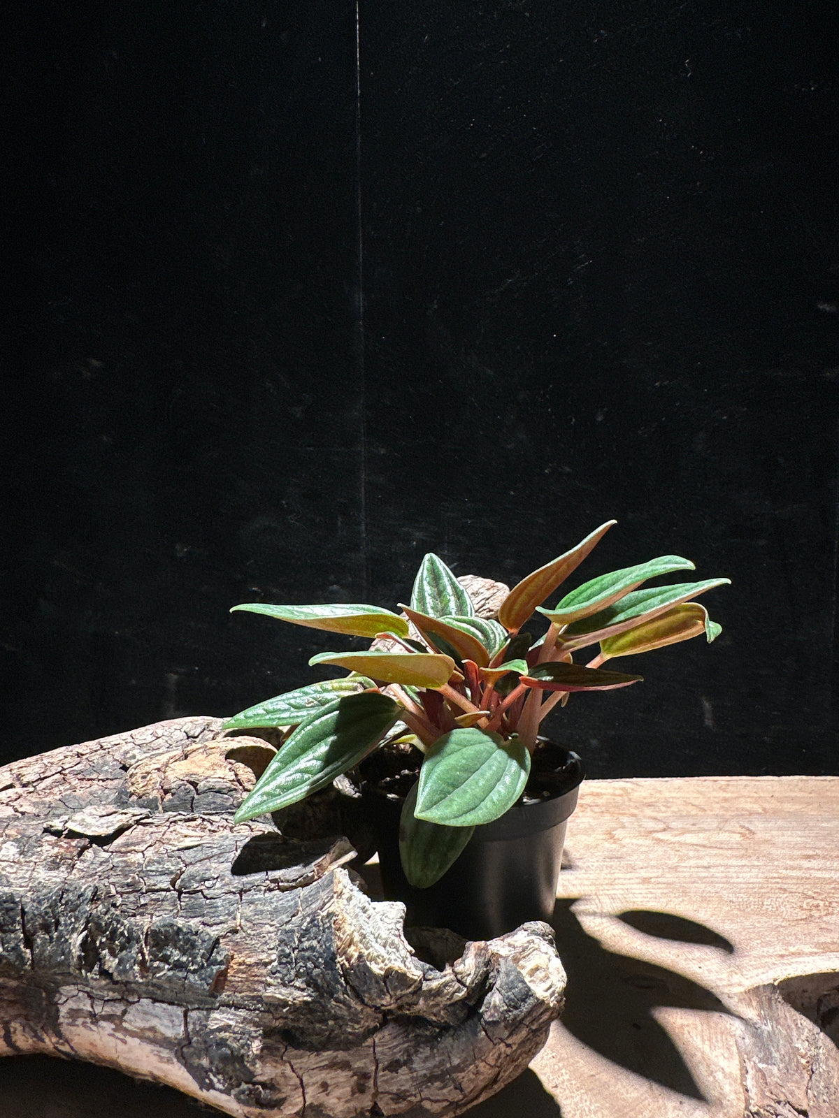 Peperomia Rosso – Crimson Undersides Pet-Safe Starter