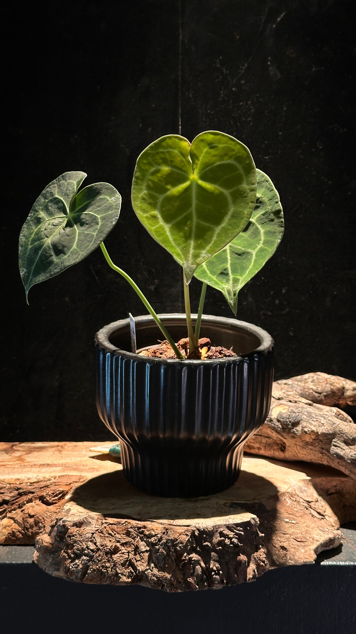 Anthurium Queen of Clarinervium