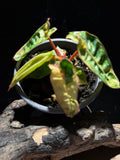 Variegated Philodendron billietiae