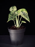 Alocasia Dragon Scale Mint
