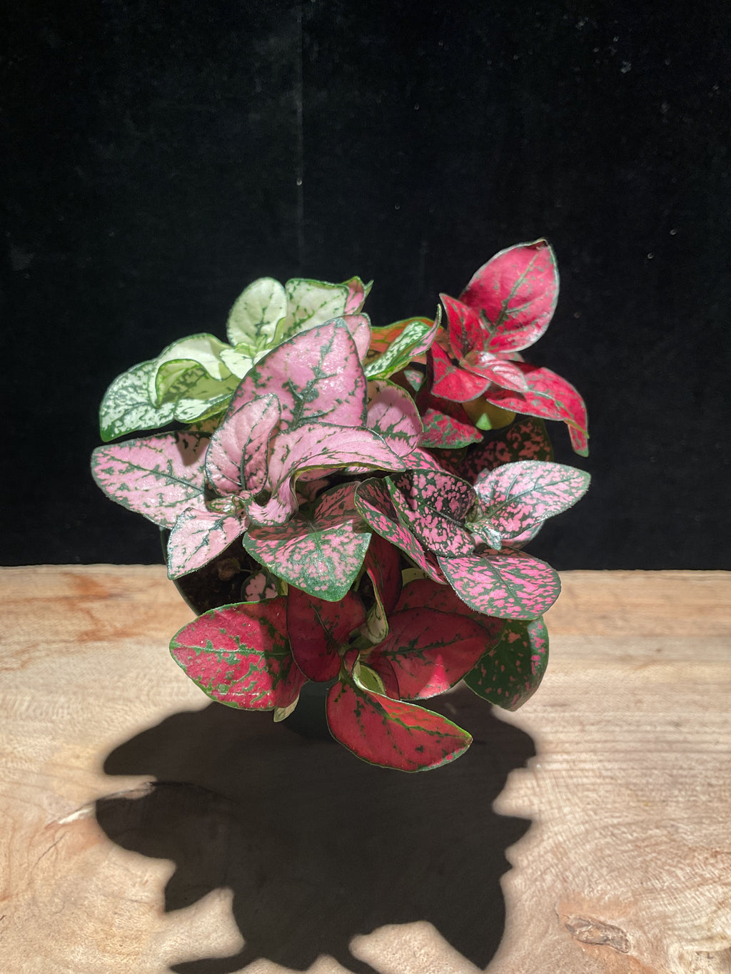 Hypoestes phyllostachya Multipot – Polka Dot Party