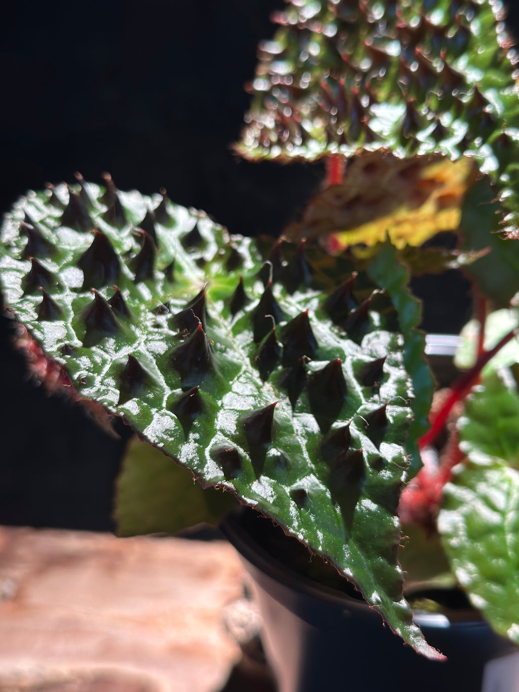 Begonia Ferox