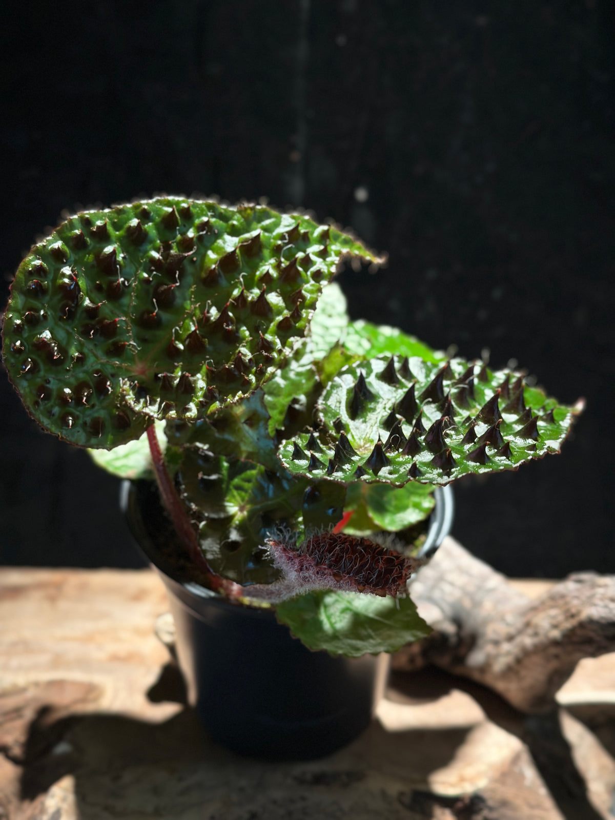 Begonia Ferox