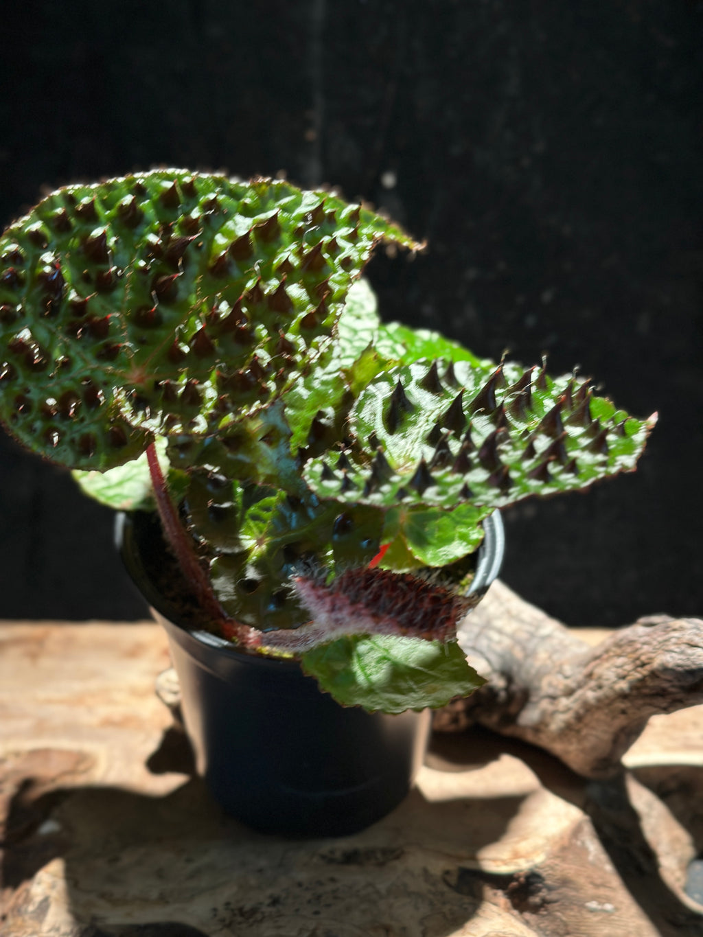 Begonia Ferox