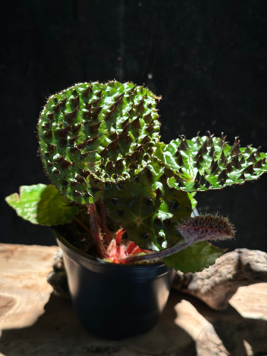 Begonia Ferox