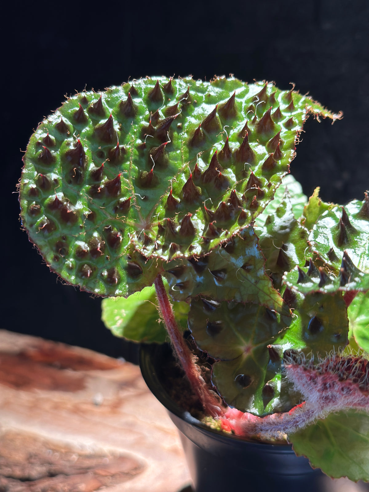 Begonia Ferox