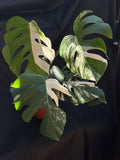 Monstera deliciosa ‘Albo’ – 6" Grower's Choice