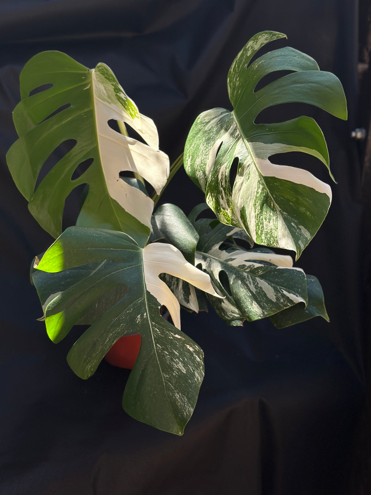 Monstera deliciosa ‘Albo’ – 6" Grower's Choice