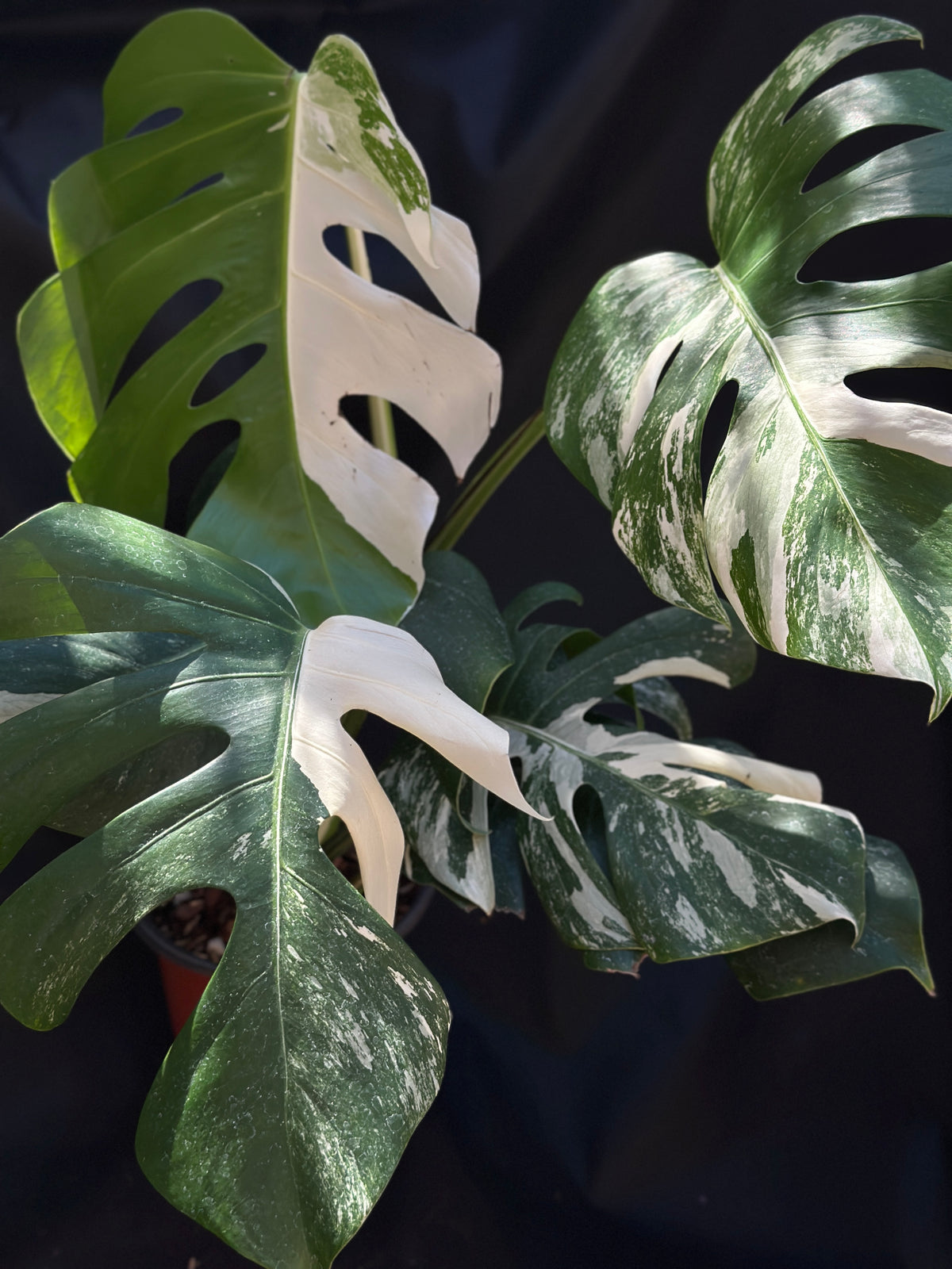 Monstera deliciosa ‘Albo’ – 6" Grower's Choice