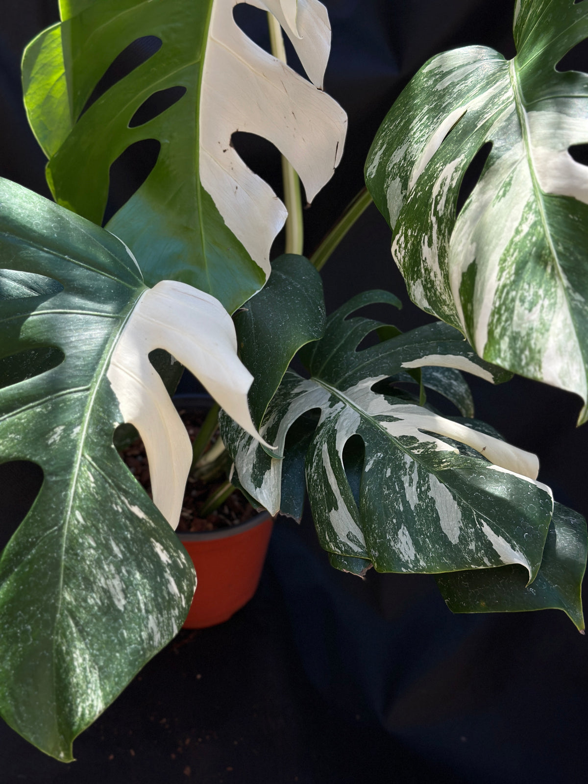 Monstera deliciosa ‘Albo’ – 6" Grower's Choice