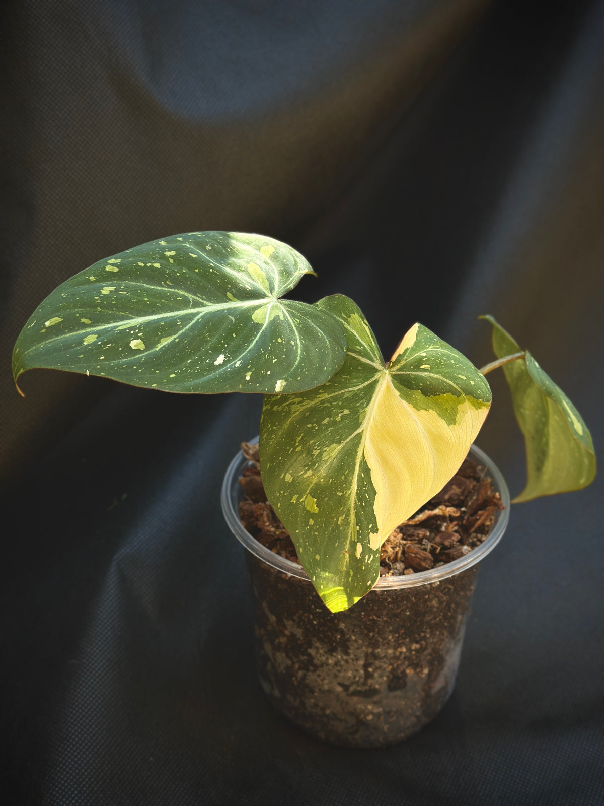 Philodendron gloriosum ‘Variegated Type 2’ (Established Non-TC Clone)