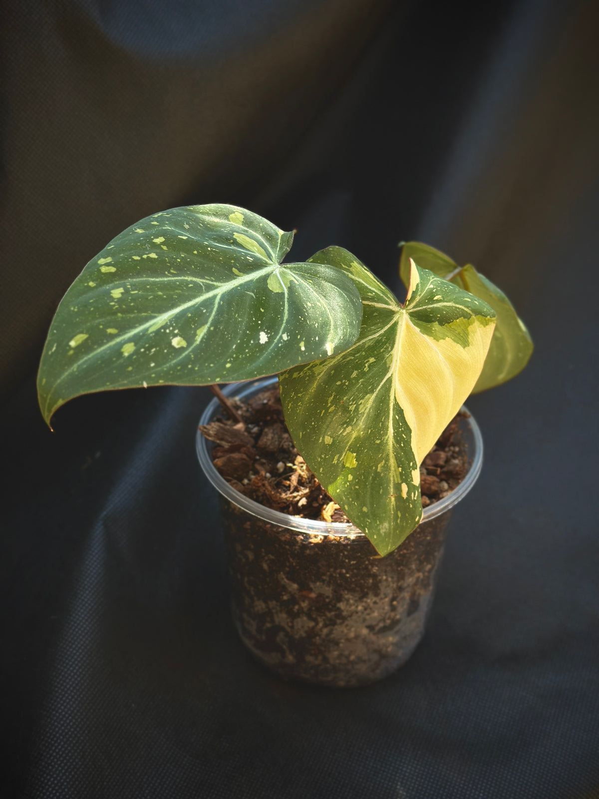 Philodendron gloriosum ‘Variegated Type 2’ (Established Non-TC Clone)
