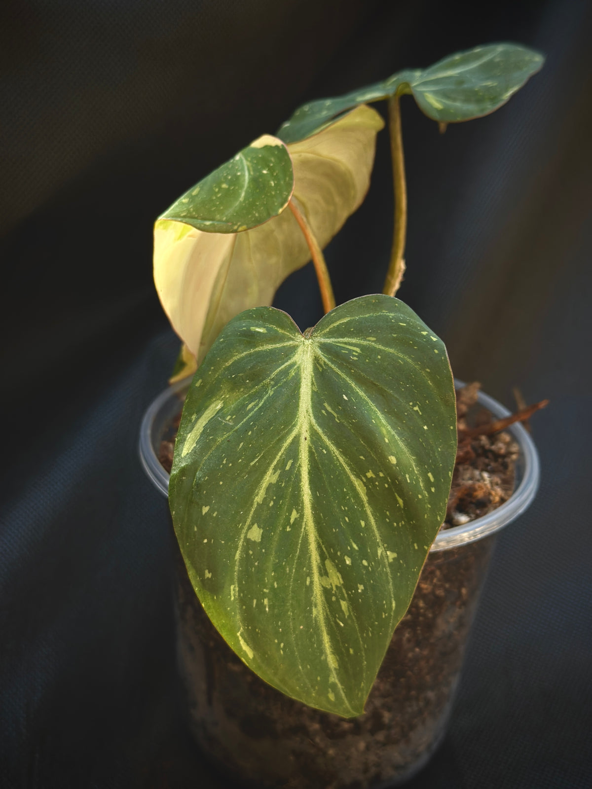 Philodendron gloriosum ‘Variegated Type 2’ (Established Non-TC Clone)