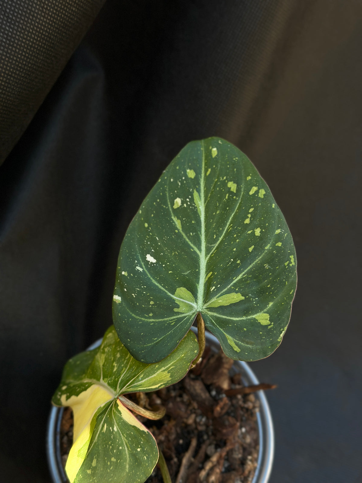 Philodendron gloriosum ‘Variegated Type 2’ (Established Non-TC Clone)