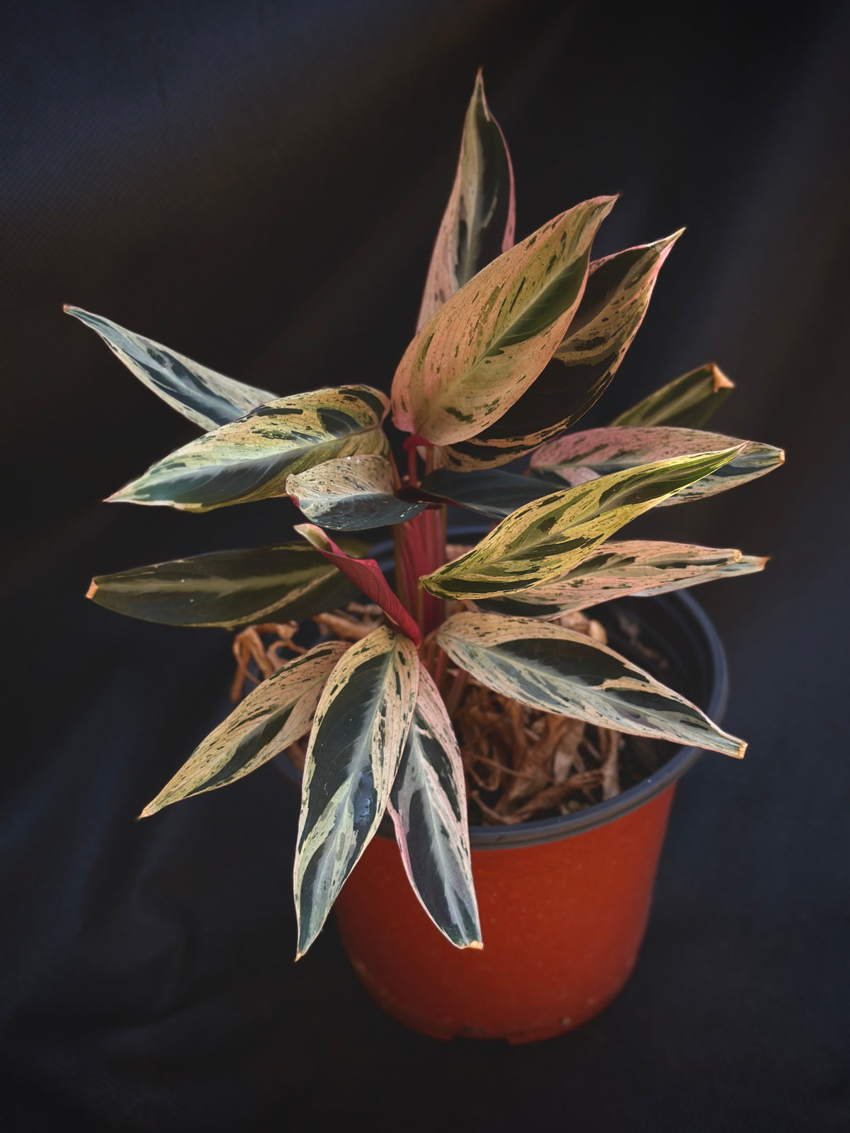 Rare Stromanthe thalia 'Multicolor'
