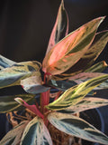 Rare Stromanthe thalia 'Multicolor'