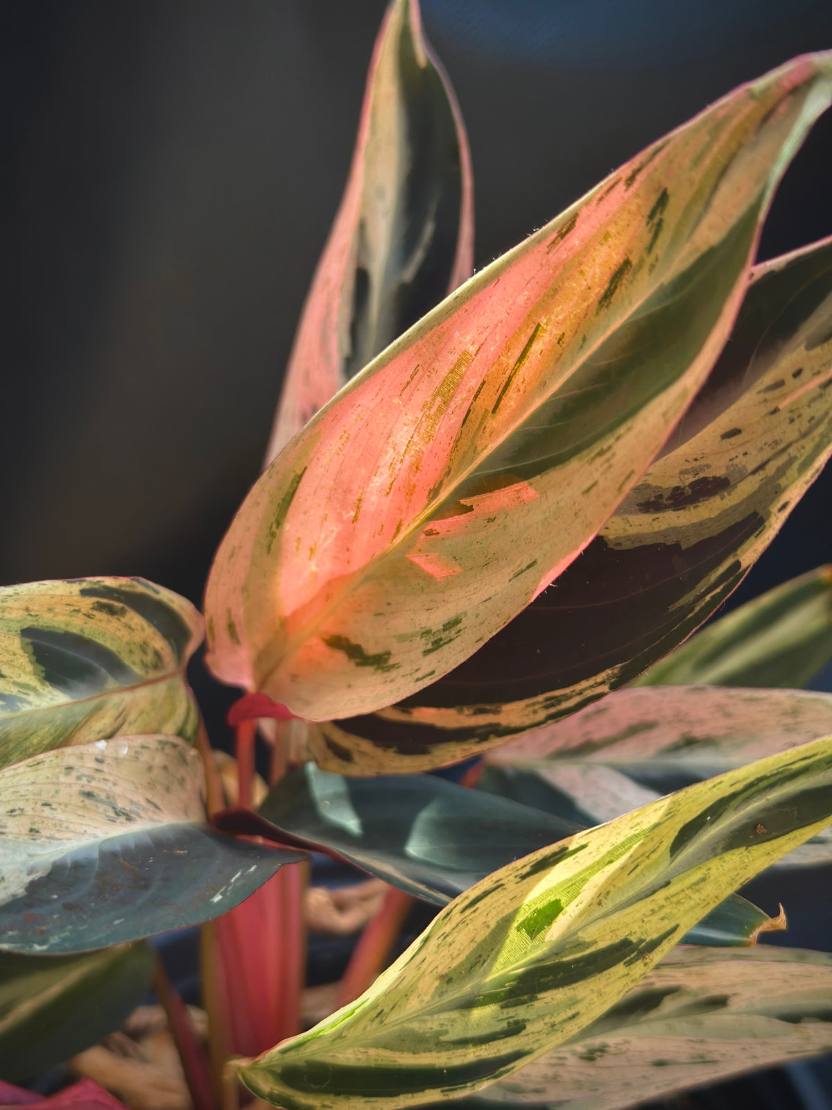 Rare Stromanthe thalia 'Multicolor'