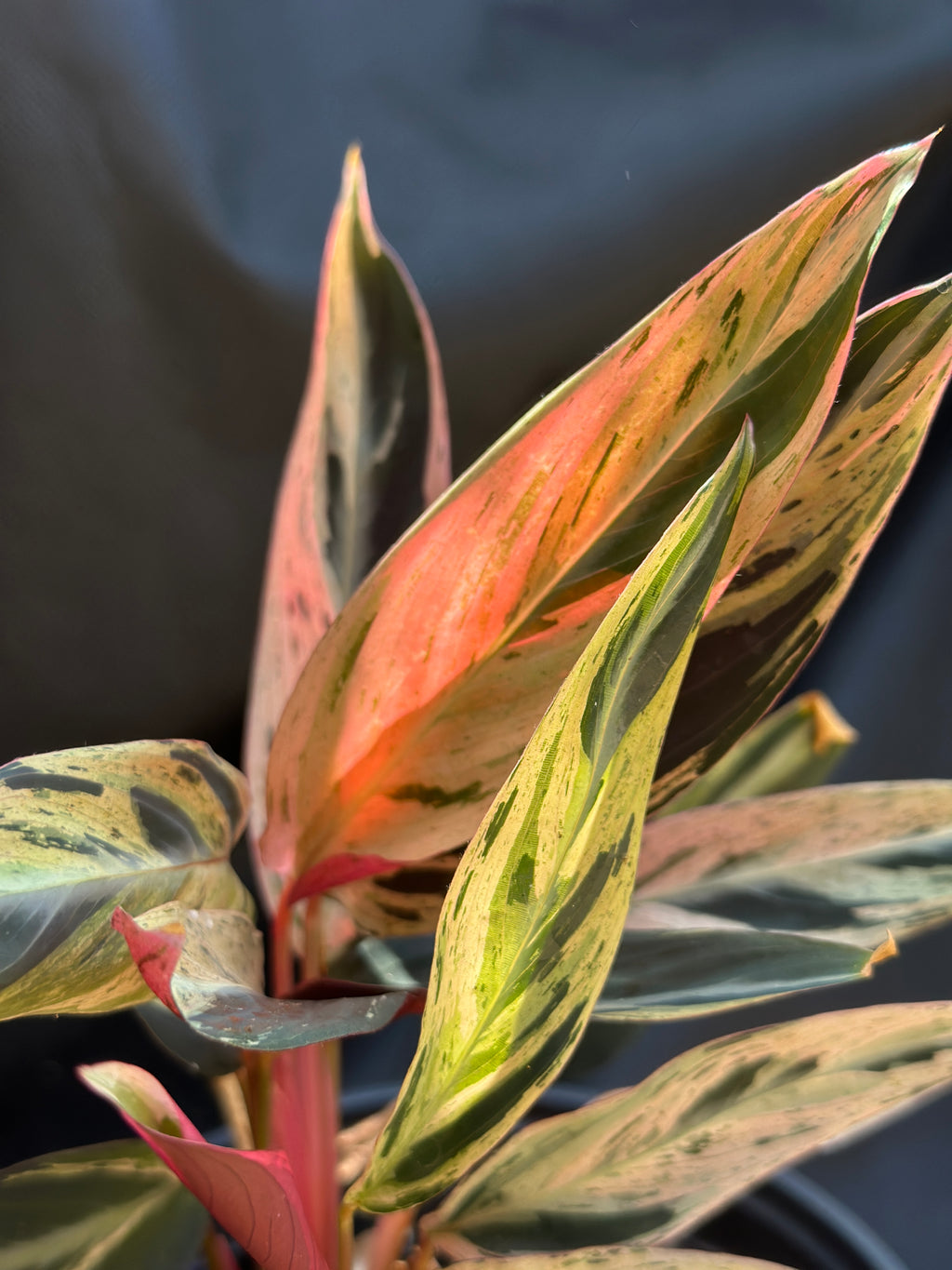 Rare Stromanthe thalia 'Multicolor'