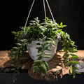 Aeschynanthus radicans