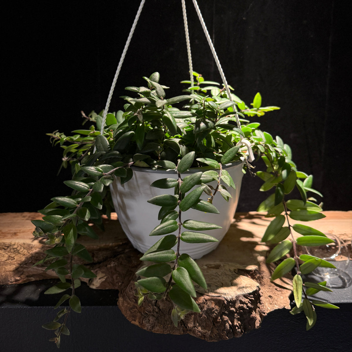 Aeschynanthus radicans