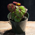Begonia ' Curly Fireflush'