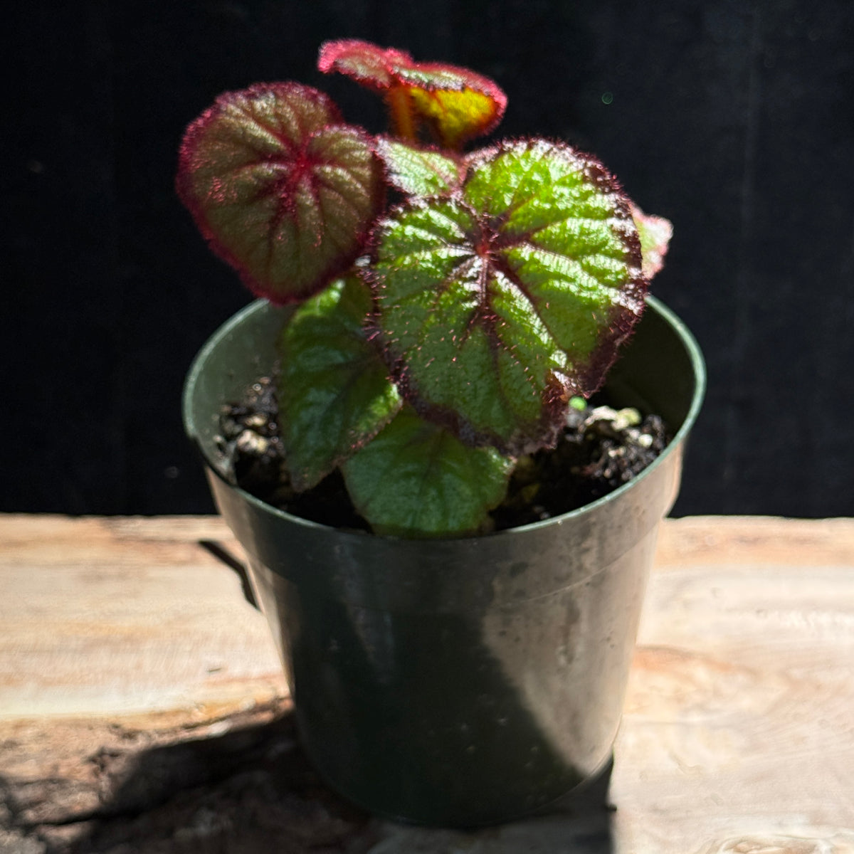 Begonia ' Curly Fireflush'