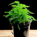 Asparagus setaceus