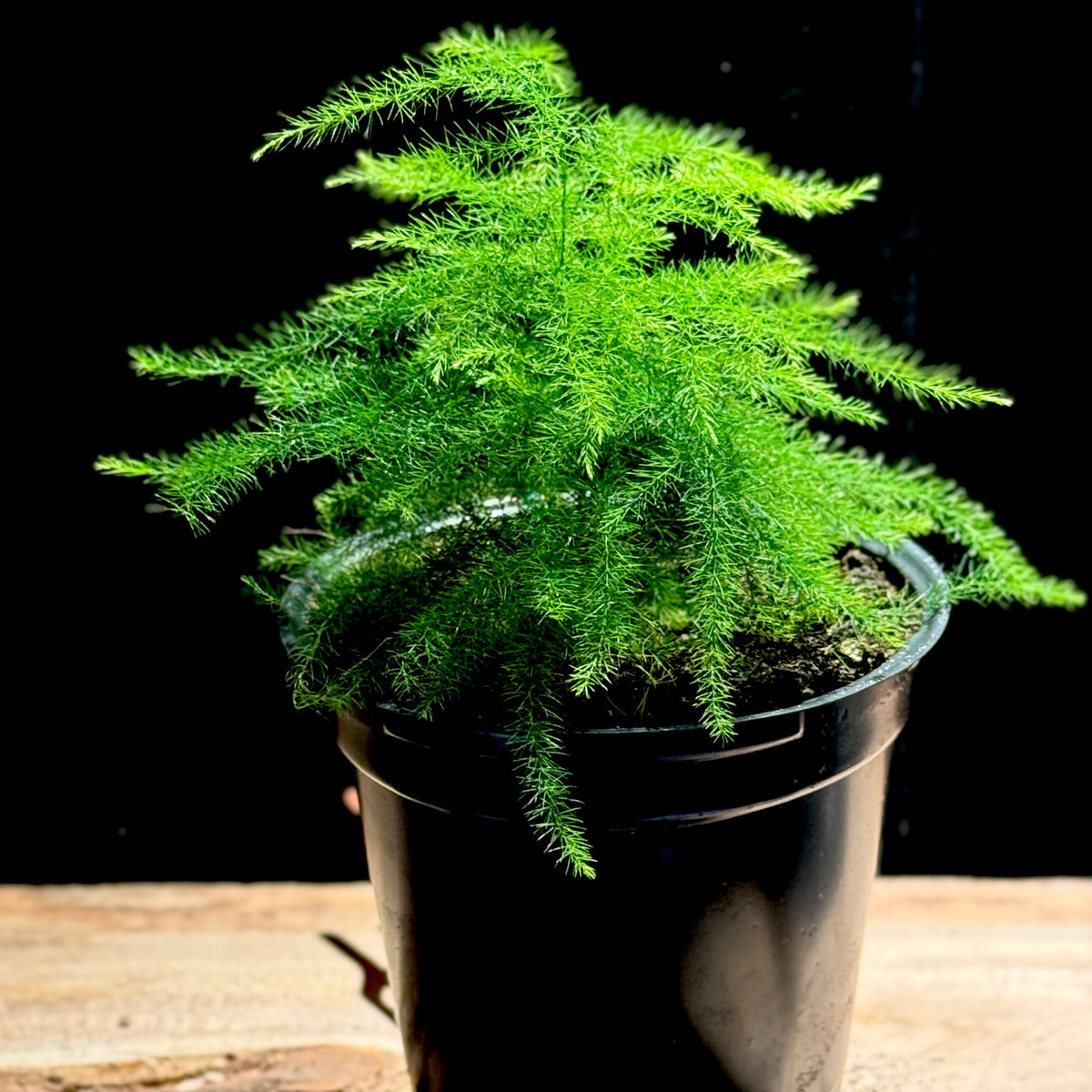 Asparagus setaceus