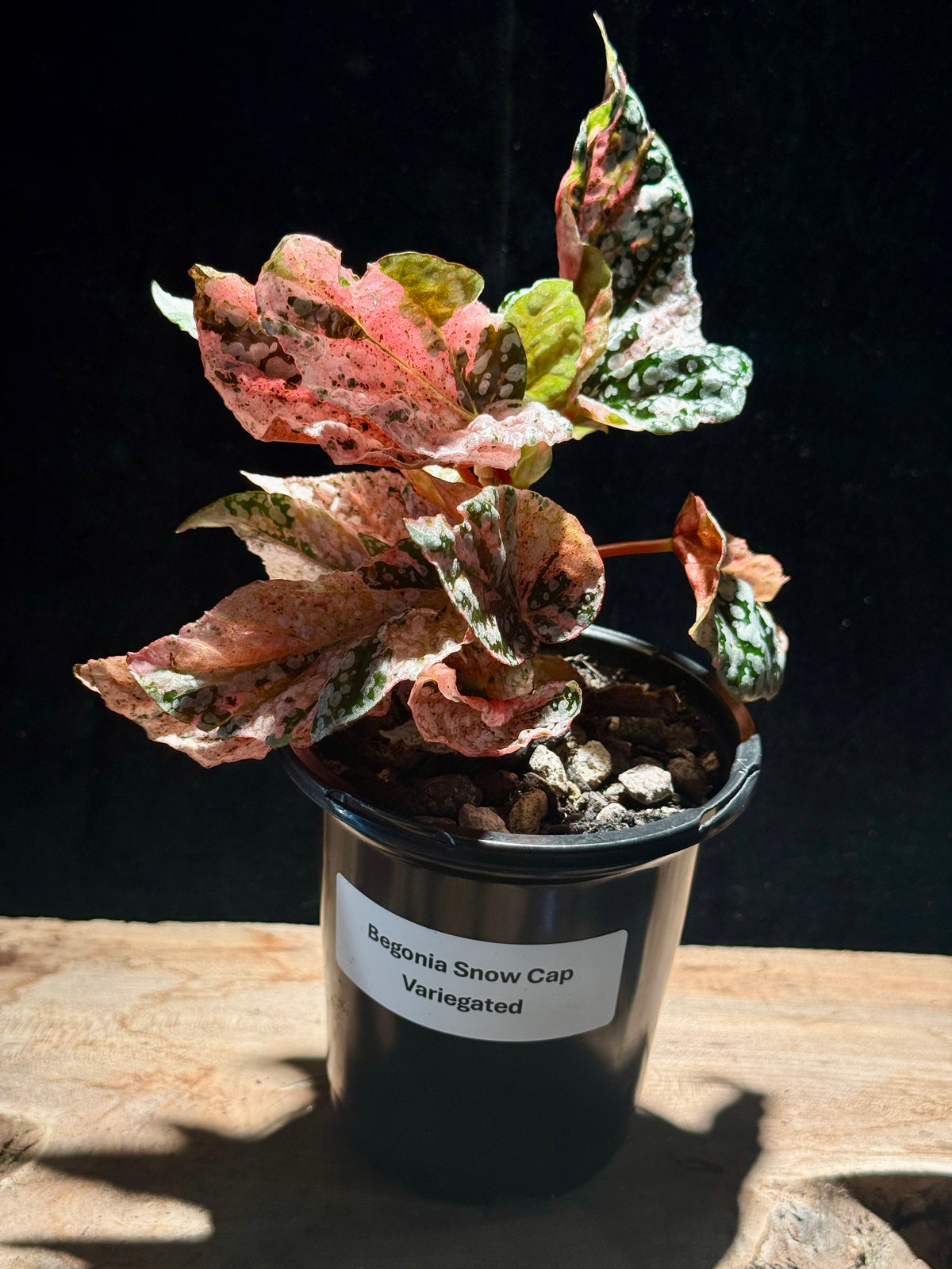 Begonia Variegated Snowcap