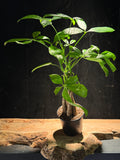 Money Tree – Pachira aquatica 4"