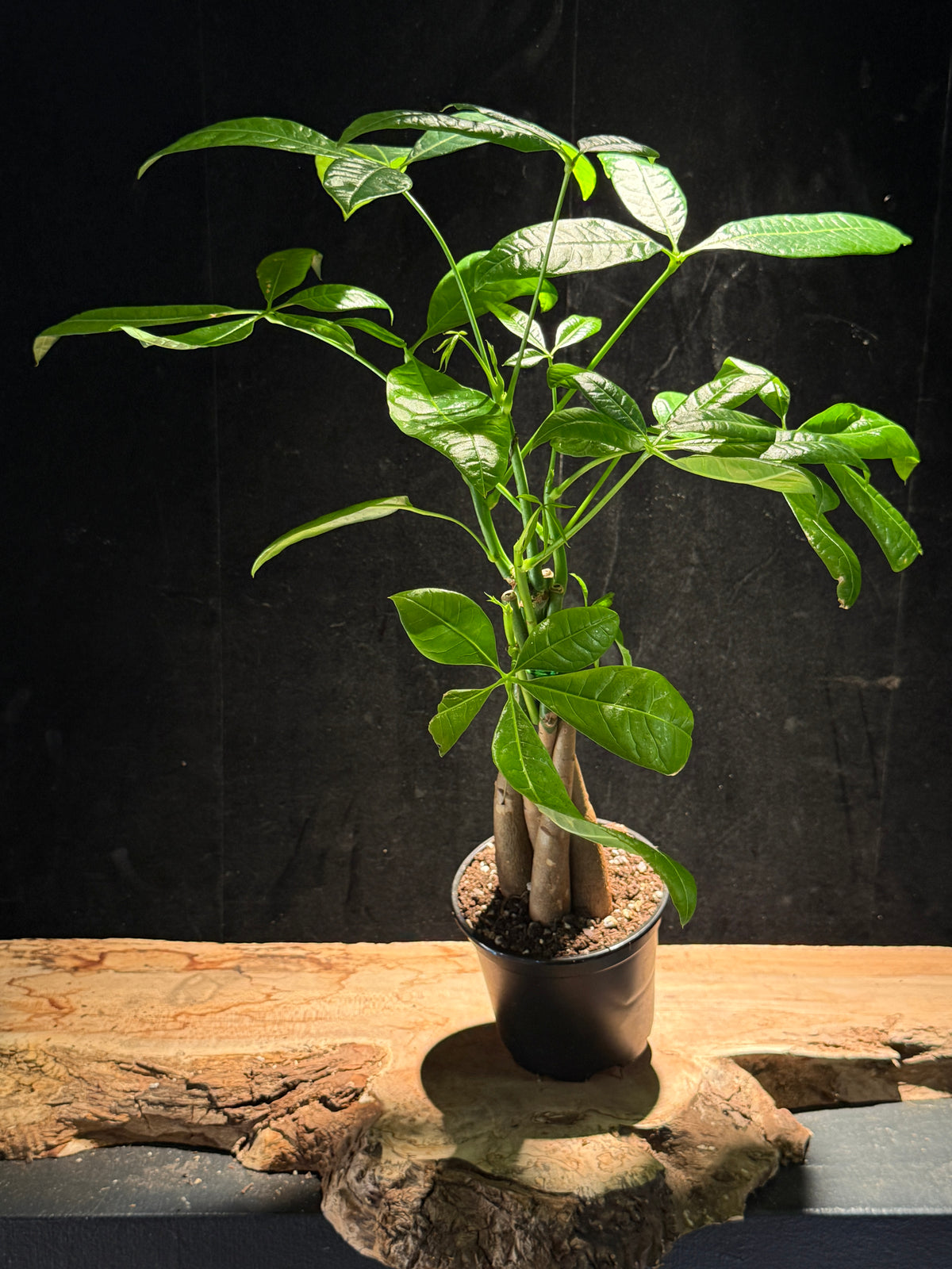 Money Tree – Pachira aquatica 4"