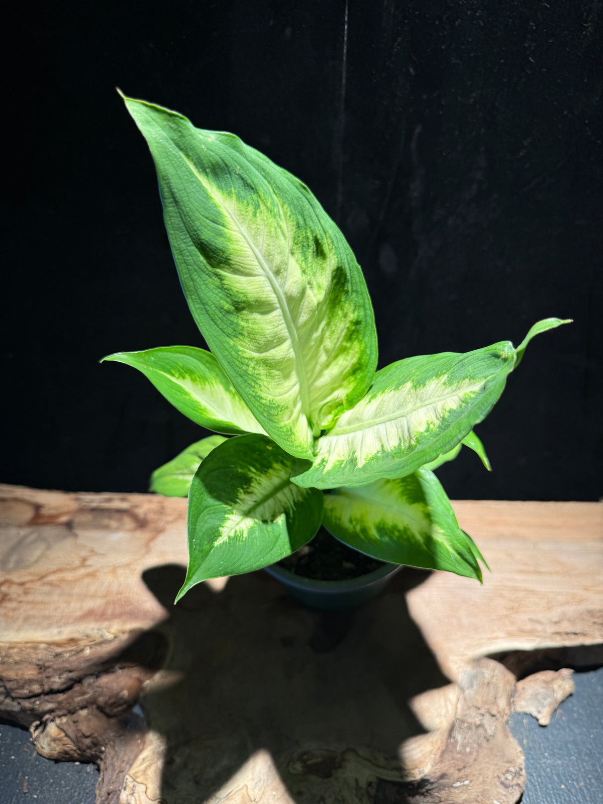 Dieffenbachia ‘Camille’ – Cream & Green Foliage Houseplant