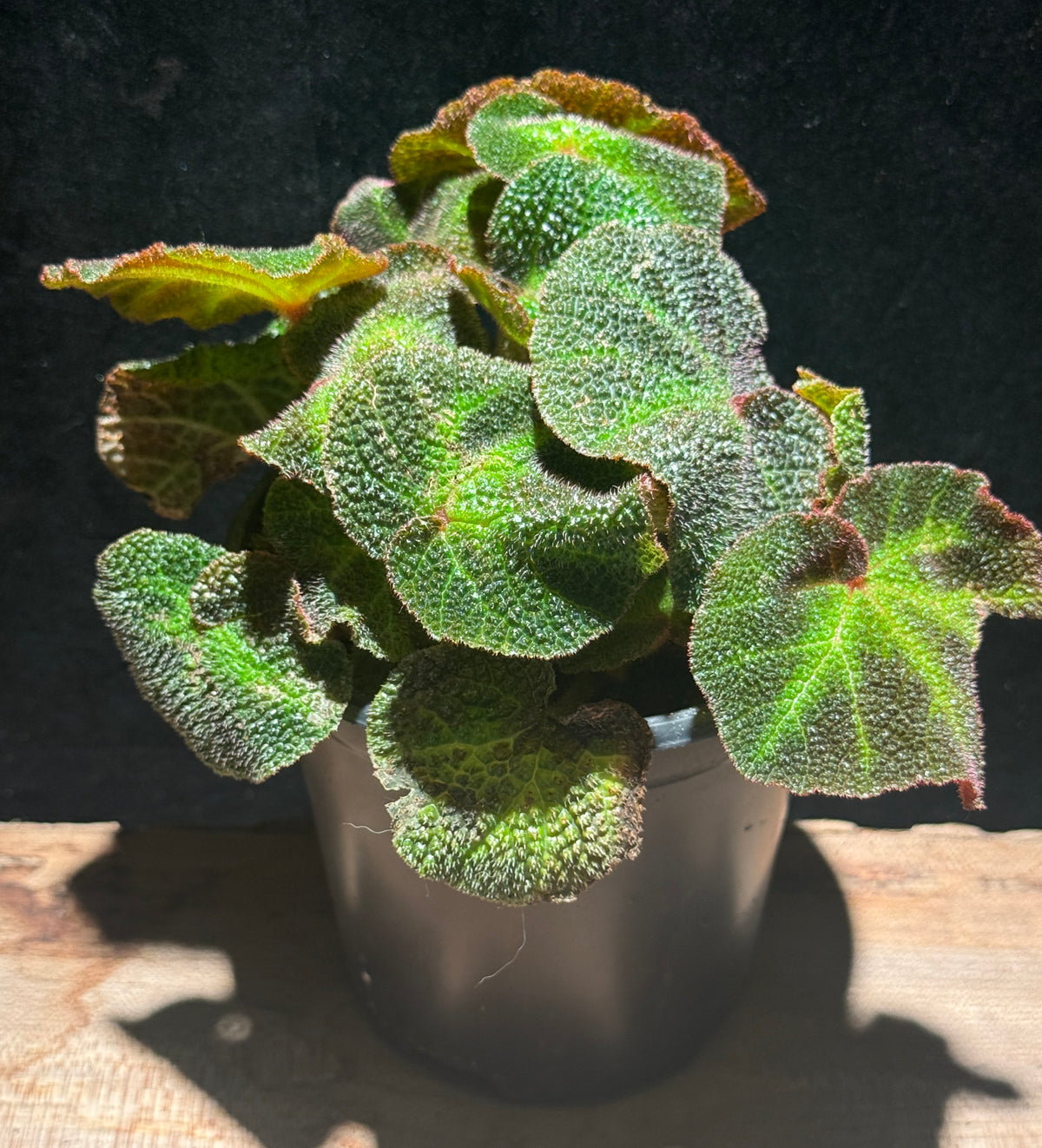 Begonia ‘Soli-Mutata’ (Rex Begonia) Sun changing begonia
