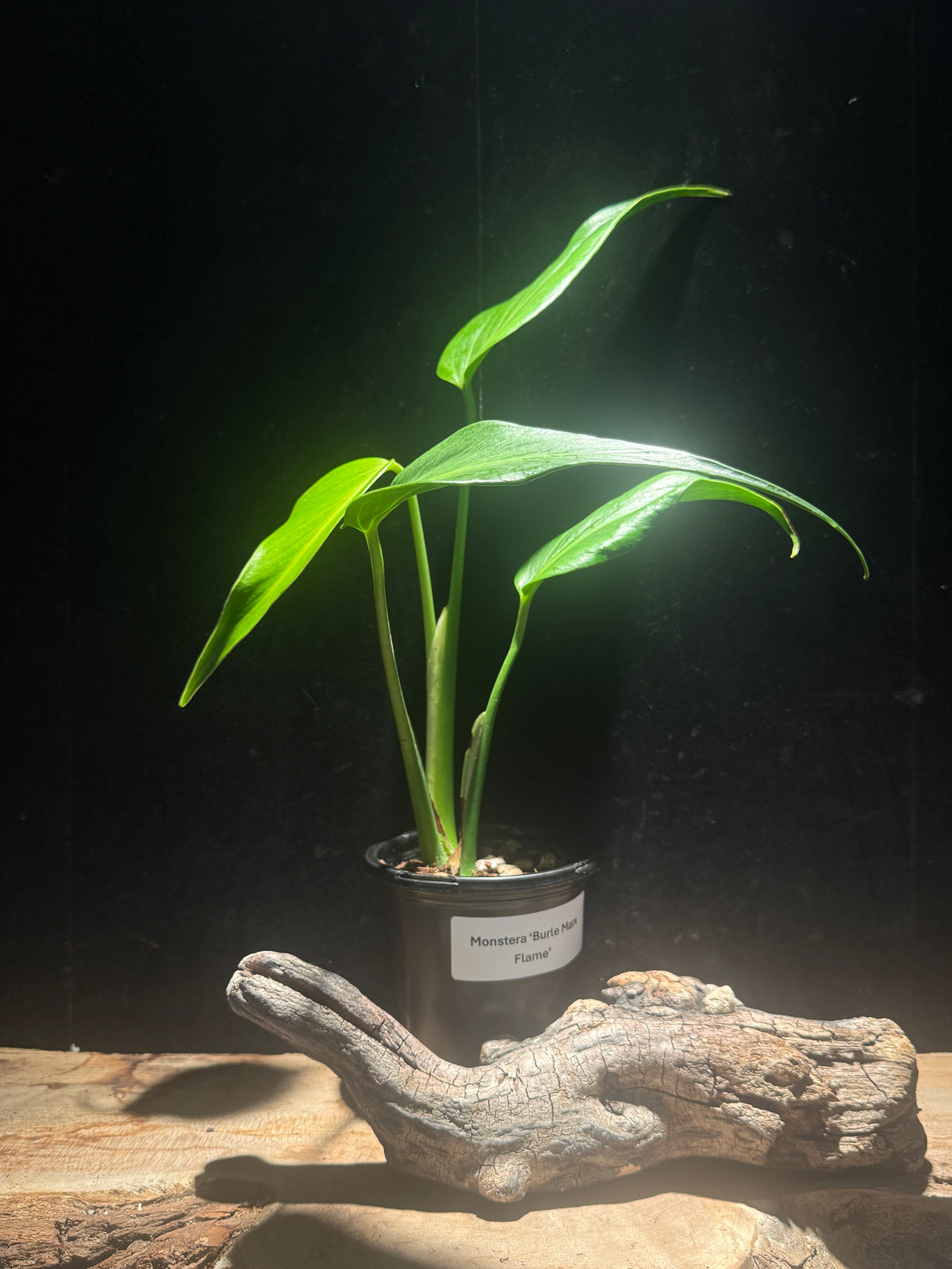 Monstera ‘Burle Marx Flame’