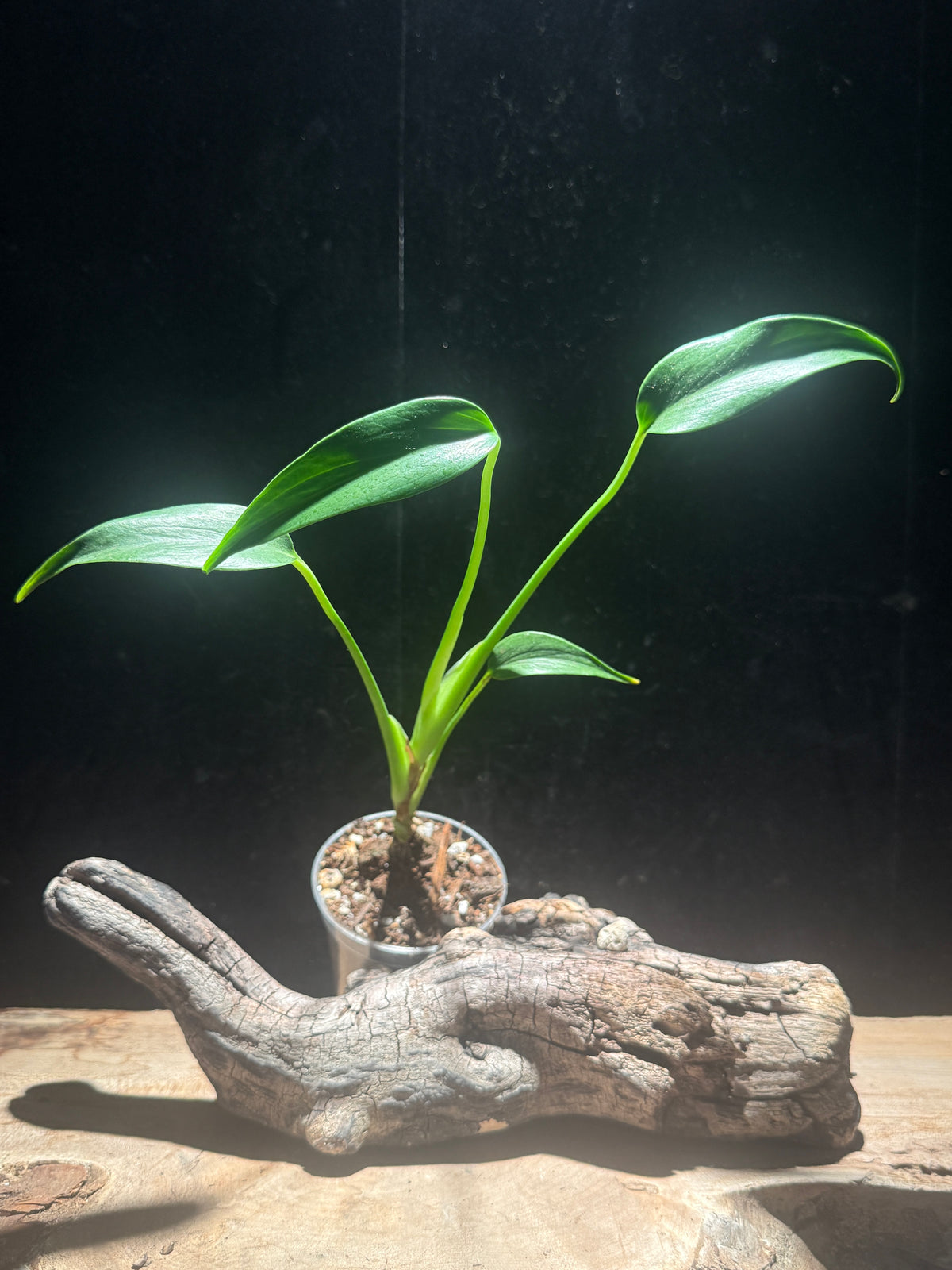 Monstera ‘Burle Marx Flame’
