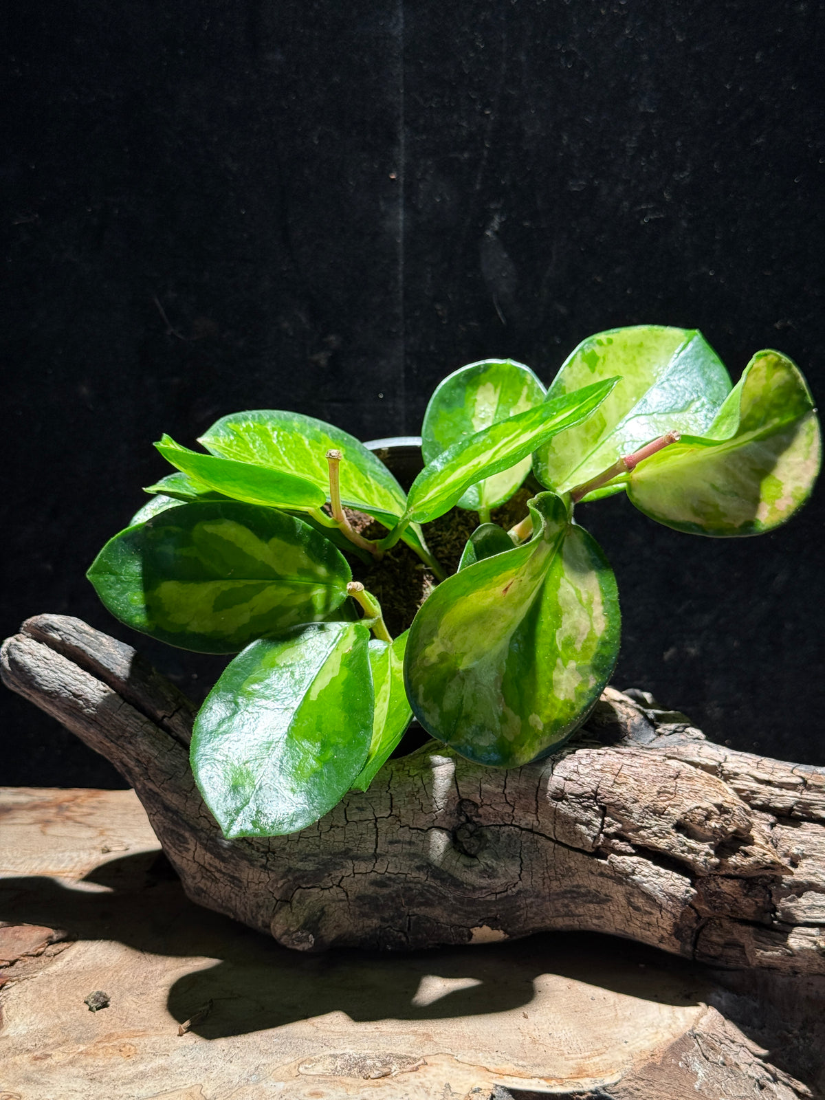 Hoya australis ‘Lisa’ – Pastel Variegated Hoya