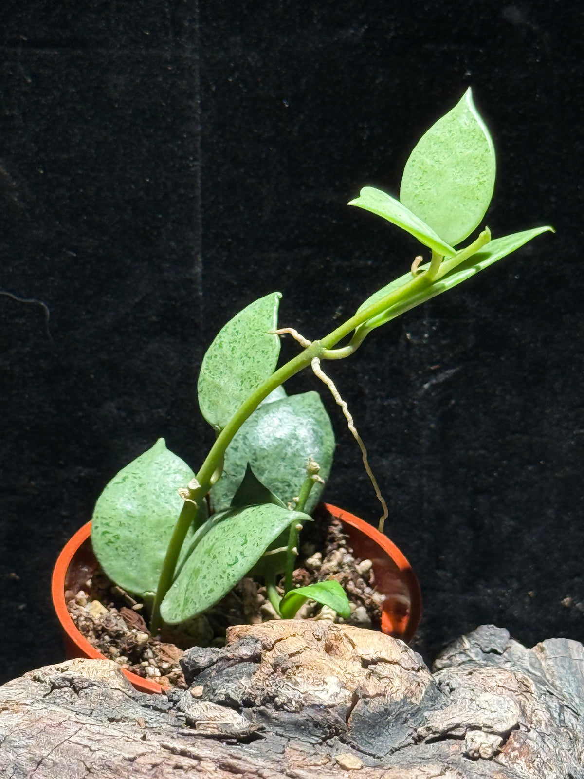 Hoya lacunose Silver Coin