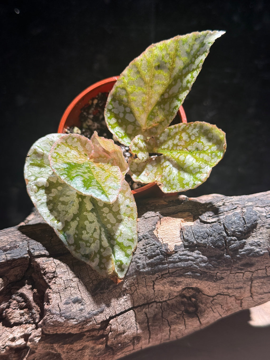 Begonia Variegated Snowcap