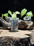 Rare Alocasia Okinawa Silver Aurea – in Semi-Hydro- Grown in Washington, USA
