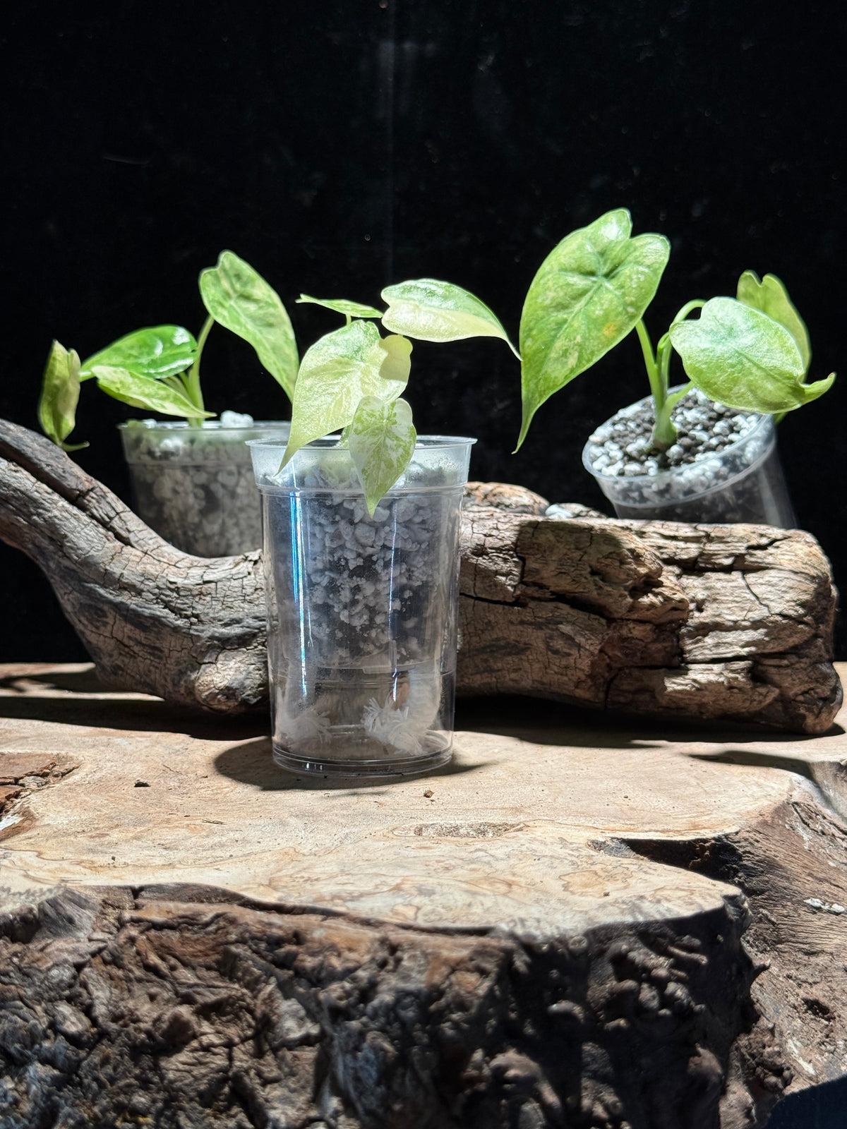Rare Alocasia Okinawa Silver Aurea – in Semi-Hydro- Grown in Washington, USA