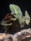 Begonia 'Listada' - Collector Striped Velvet Begonia