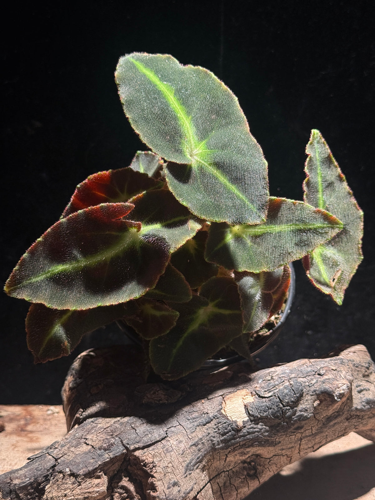 Begonia 'Listada' - Collector Striped Velvet Begonia