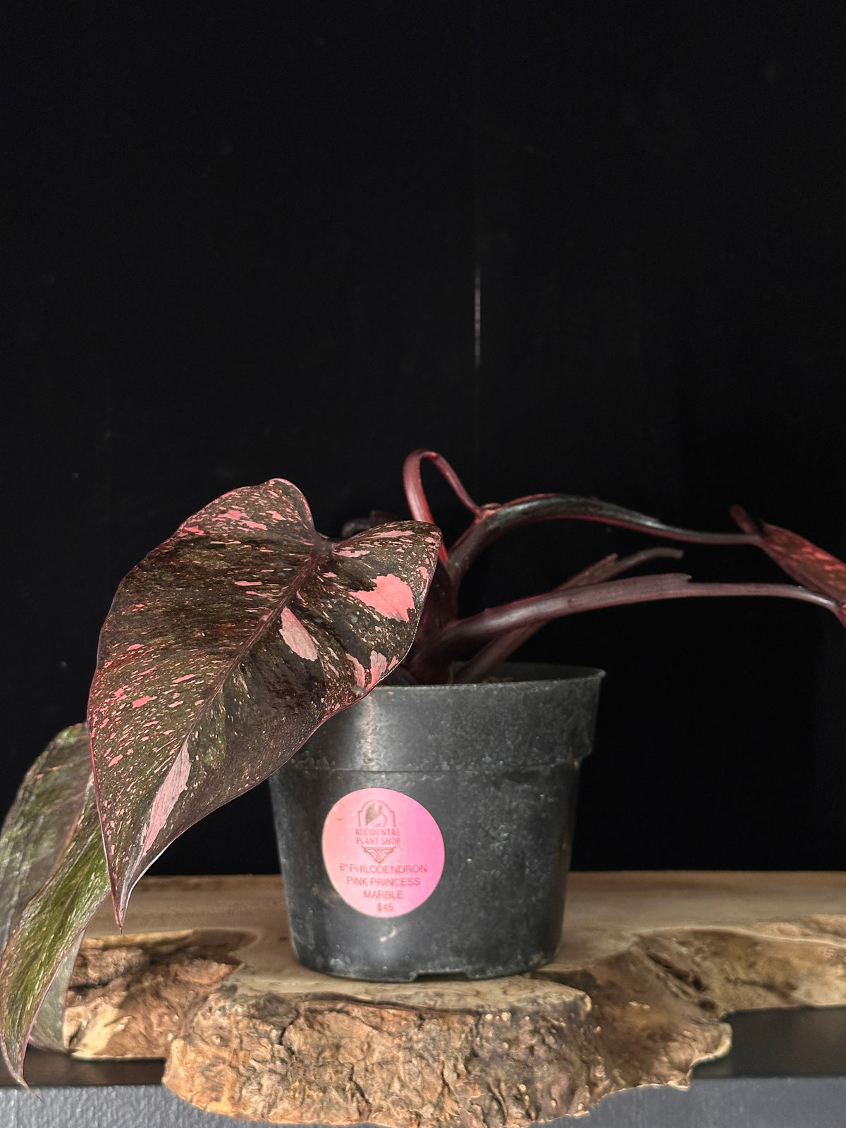 Beginner Plant Pack No.2