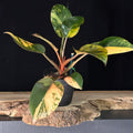 Philodendron ‘Red Congo Mint’
